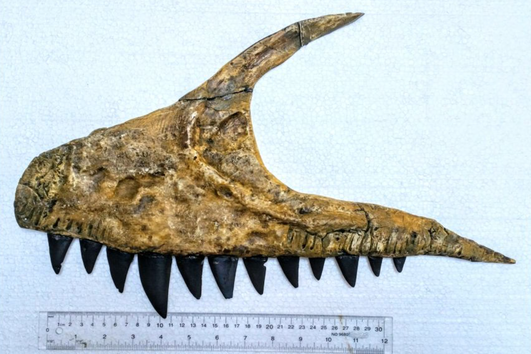 Ulughbegsaurus g540-80