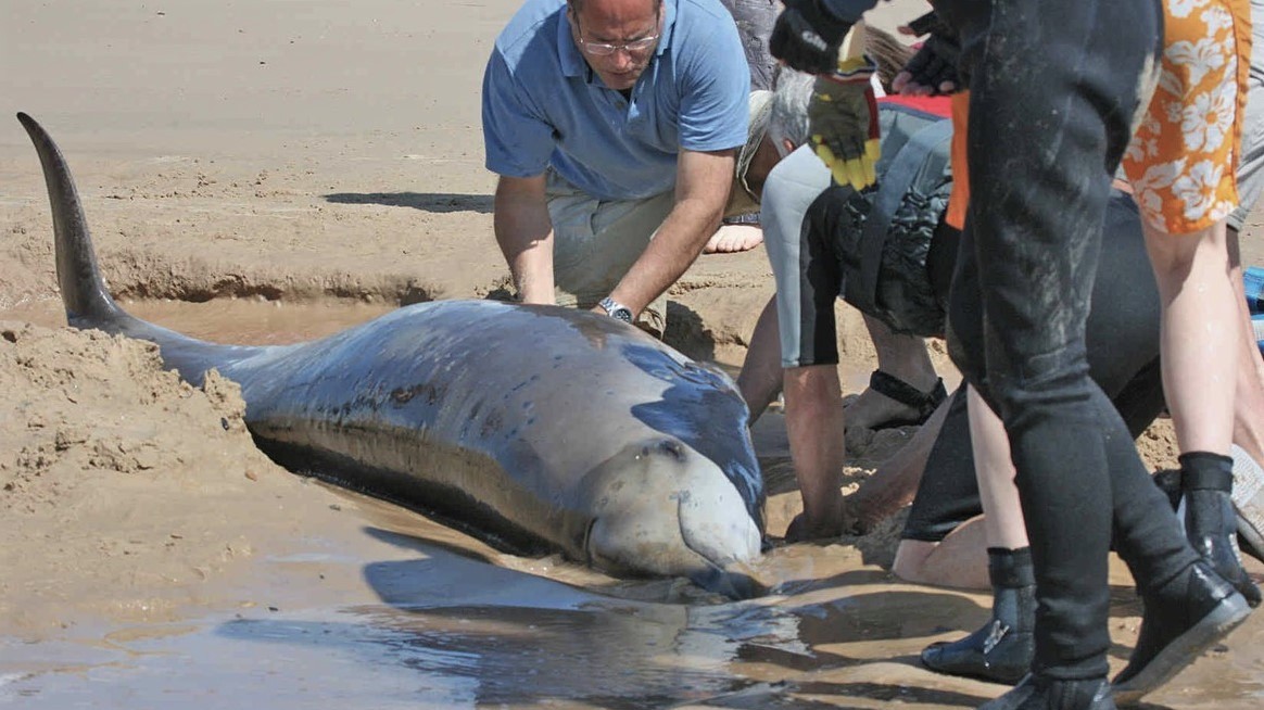 Nález, který vědce ohromil: Velryba měla pod ploutví nohu s prsty