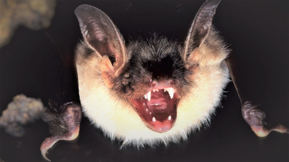 Nalezeny viry podobné SARS-CoV-2. Mají je v sobě netopýři v Laosu