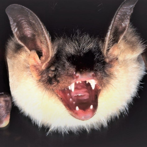 Nalezeny viry podobné SARS-CoV-2. Mají je v sobě netopýři v Laosu