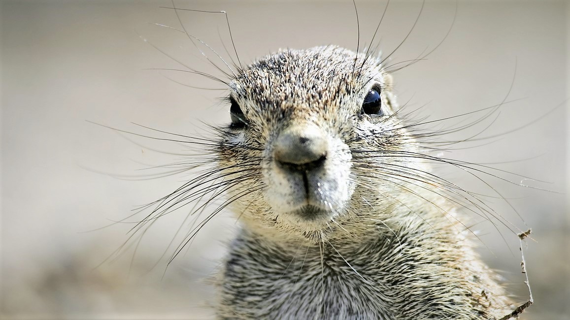 Padla další zeď mezi lidmi a zvířaty: I syslové mají silné osobnosti