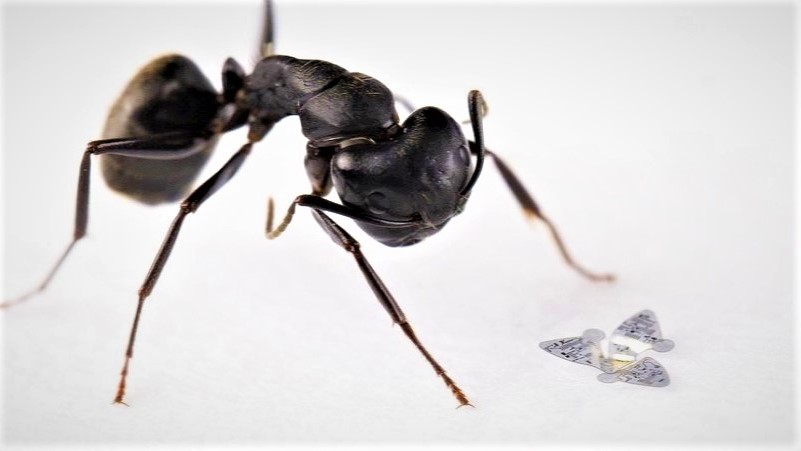 Nejmenší létající přístroj, který kdy člověk vyrobil, překonává přírodu