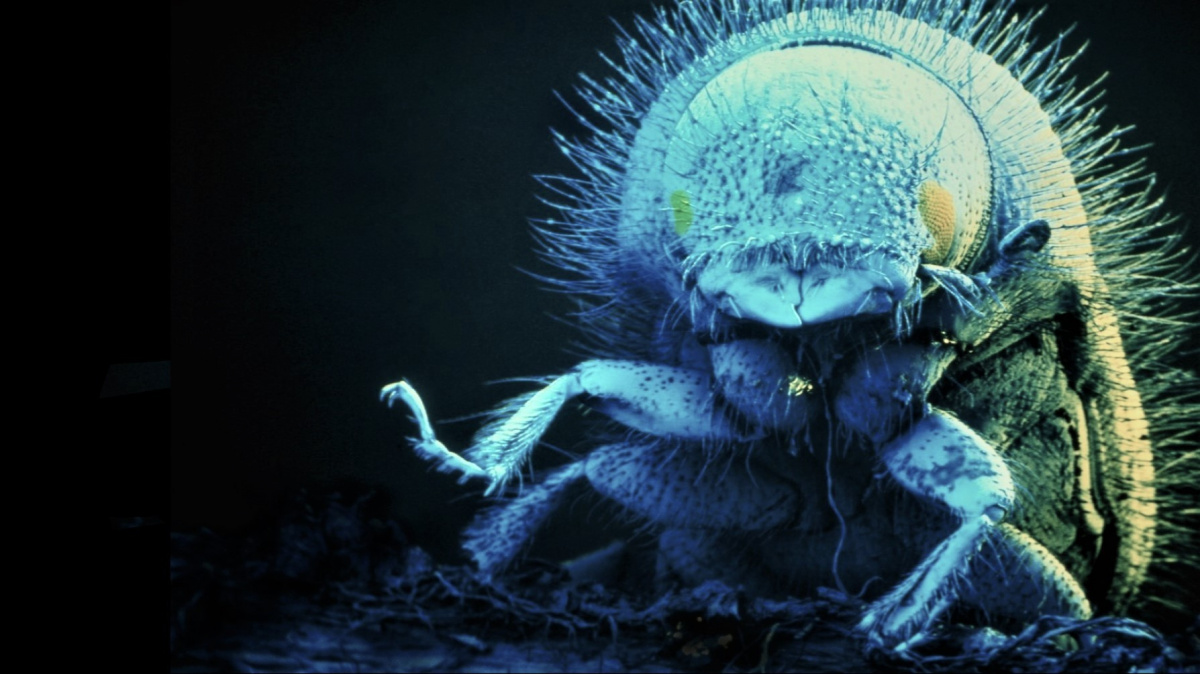 Zastavíme zabijáka lesů? Biologové dokázali přečíst celý genom kůrovce