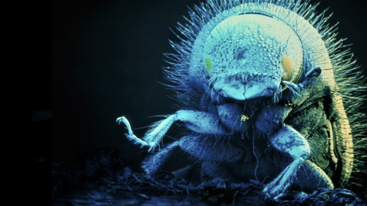 Zastavíme zabijáka lesů? Biologové dokázali přečíst celý genom kůrovce