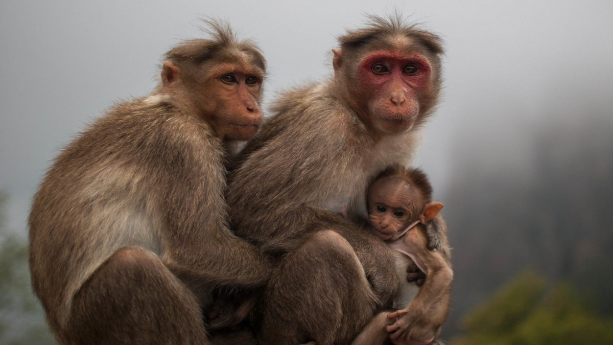 Prapředci lidí přežili dopad asteroidu. Zachránili se tím, že slezli ze stromů