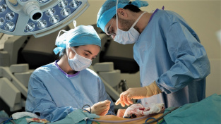 Průlom v transplantacích: Prasečí ledvina připojena k člověku