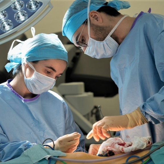 Průlom v transplantacích: Prasečí ledvina připojena k člověku