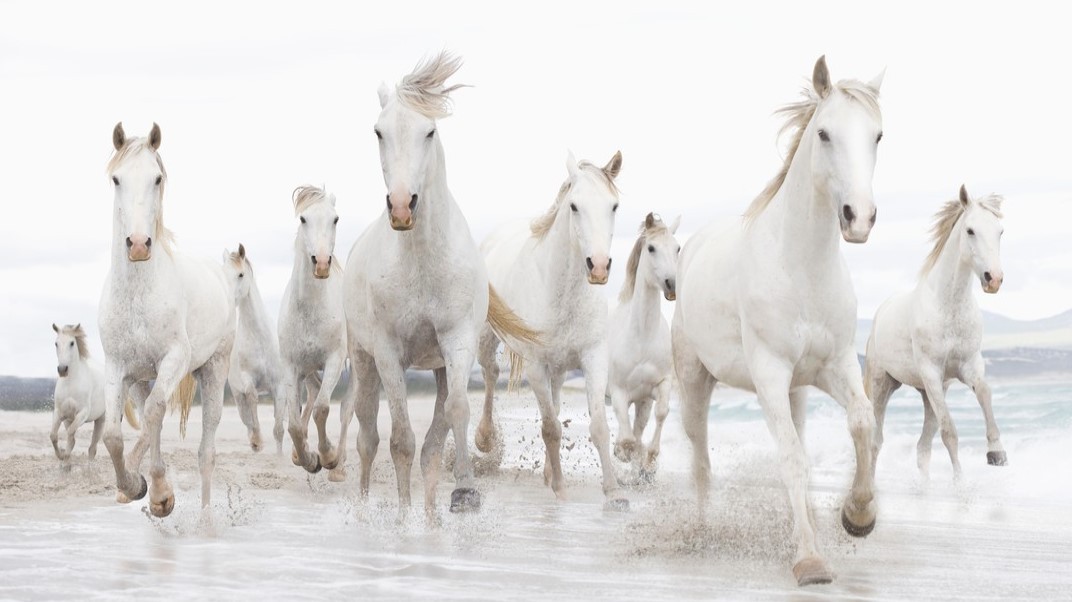 Odhalen původ koně, který nakopl naši civilizaci
