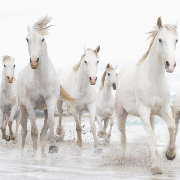 Odhalen původ koně, který nakopl naši civilizaci