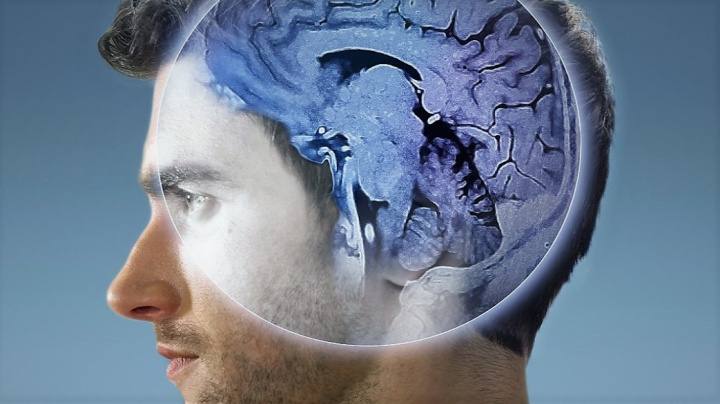 Mozky lidí se záhadně zmenšují. Vědci našli vysvětlení u mravenců