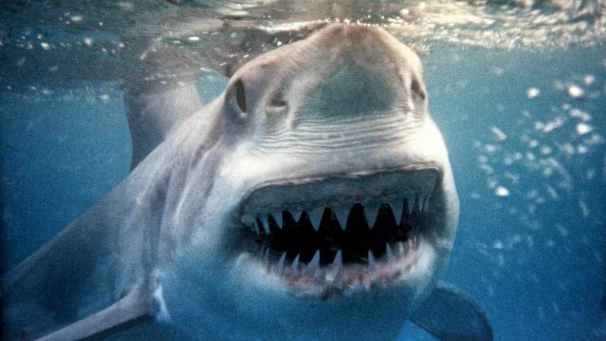 Lidožraví predátoři? Kdepak, žraloci útočí na lidi, protože si je pletou s tuleni