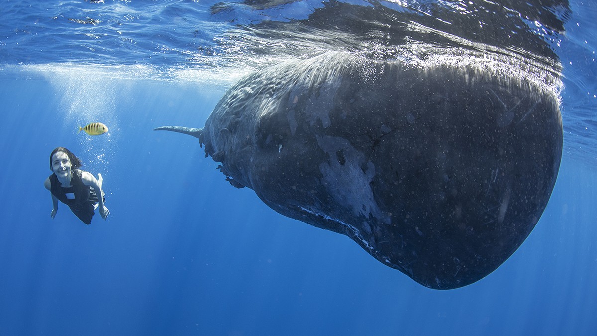 Dokážeme jednou mluvit s velrybami?