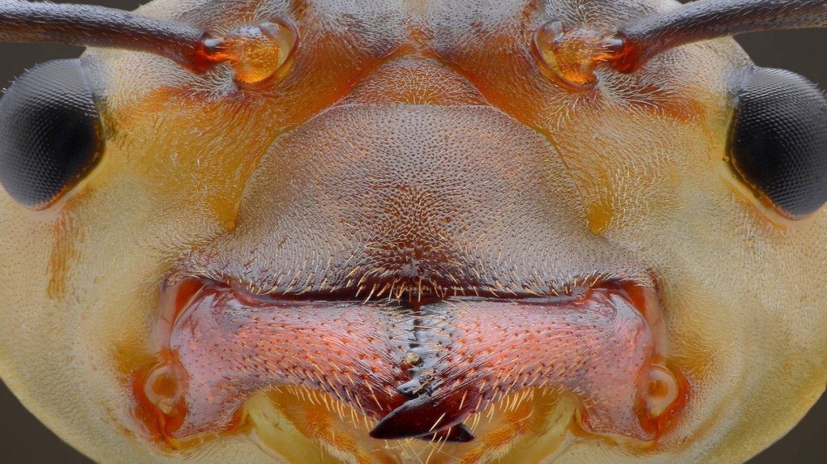 Vědci odhalili ‚kouzlo‘, kterým se mravenčí dělnice promění na královnu