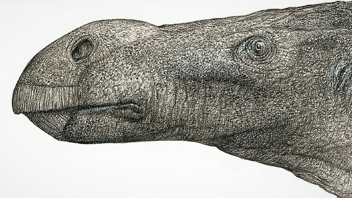 Objeven bizarní druh dinosaura s nosem jako skoba