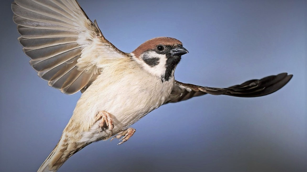 Ptáci v Evropě masově vymírají. Z kontinentu zmizelo čtvrt miliardy vrabců