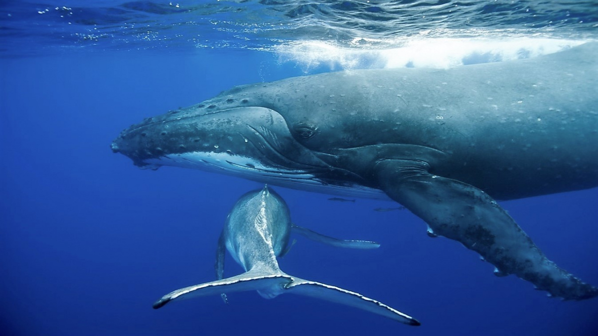 Nafilmována kojící velryba, něžný kolos s cisternou mléka