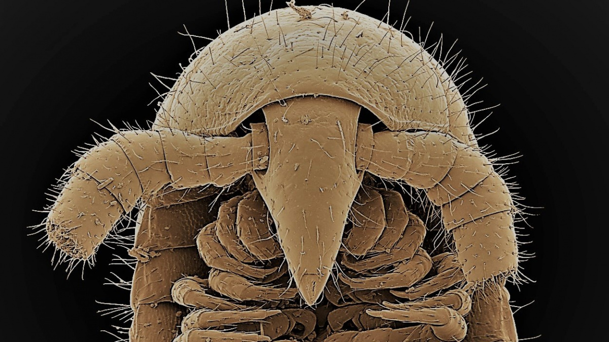 Tento bizarní tvor má 1306 nohou, nejvíc na světě