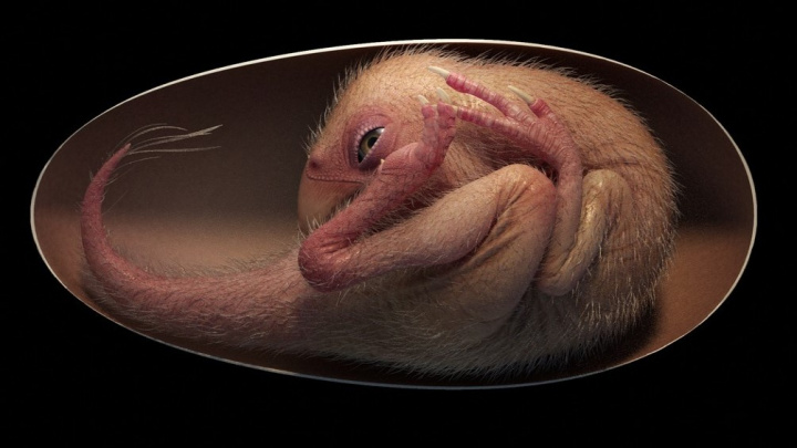 Neuvěřitelně zachované embryo dinosaura. Vypadá, jako by zemřelo ‚včera‘