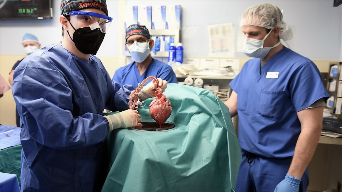 Lékaři poprvé transplantovali člověku srdce geneticky upraveného prasete