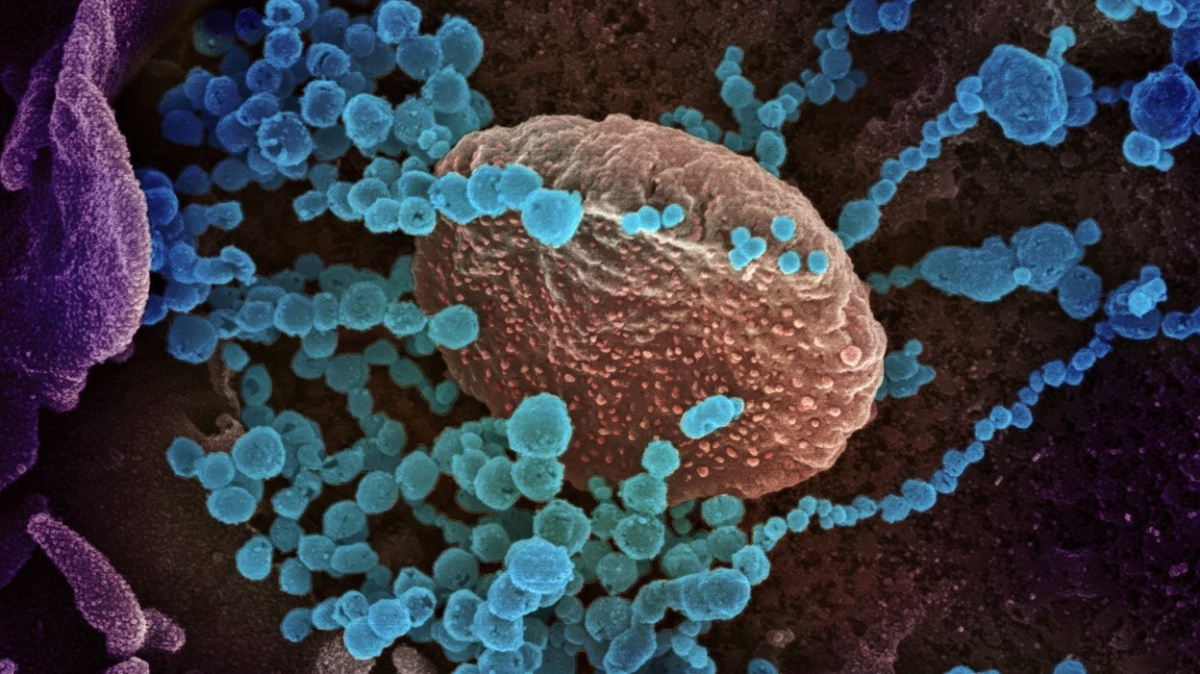 Zrodil se omikron u myší? Vědci mají silné podezření