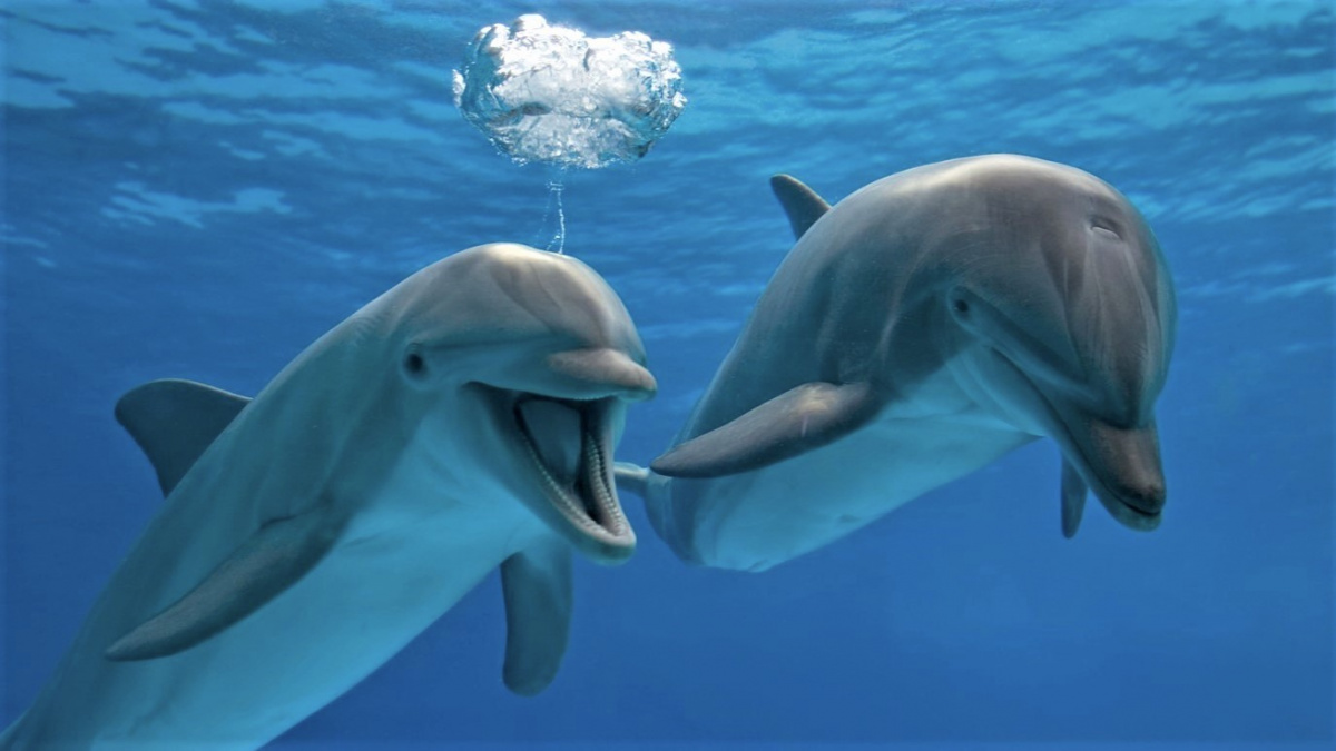 Delfíni prožívají při sexu rozkoš jako lidé