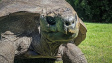 Jonathan uznán za ‚nejstarší želvu všech dob‘. Je mu 190 let!
