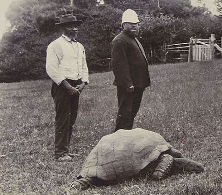 Jonathan-the-tortoise-1900