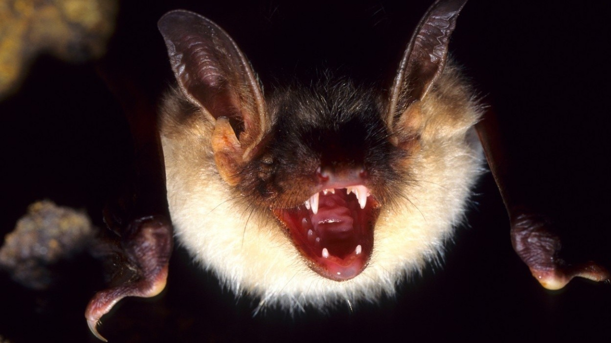 Koronavirus NeoCoV by mohl zabíjet. Patrně se s ním ale nepotkáme