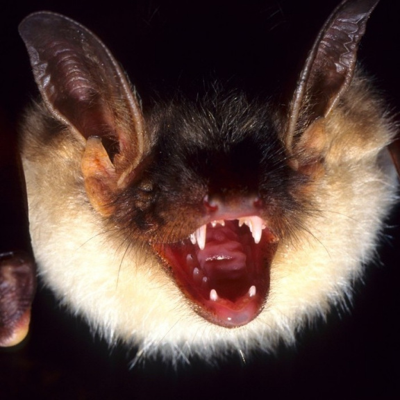 Koronavirus NeoCoV by mohl zabíjet. Patrně se s ním ale nepotkáme