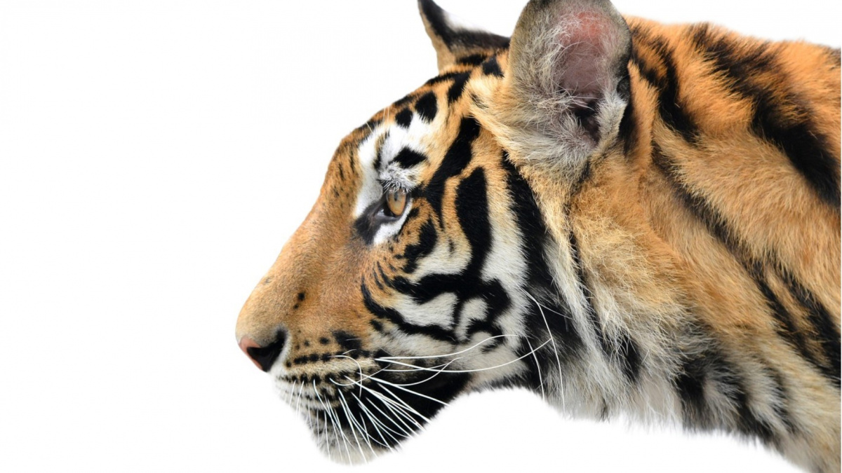 Proč je tygr oranžový?