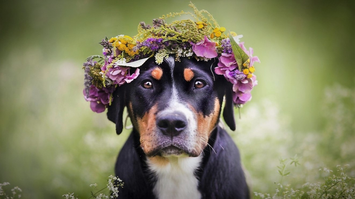 Výkaly po vašem psovi jsou pro přírodu pohromou, tvrdí vědci