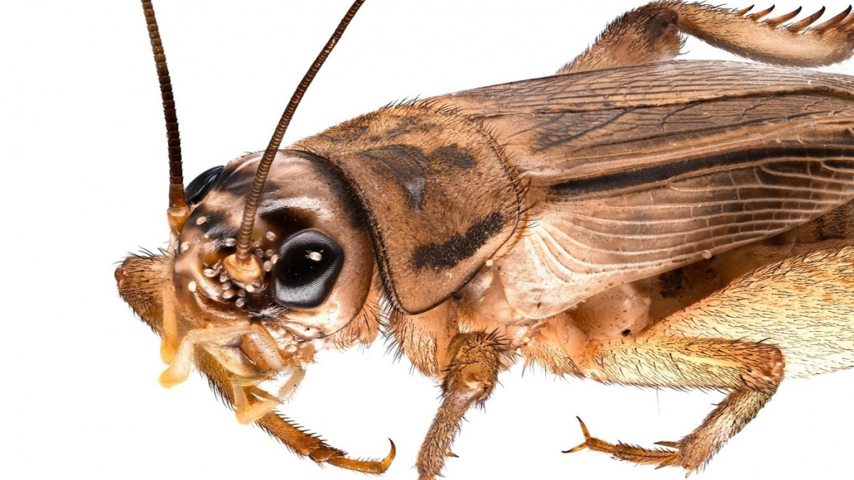 Jezte cvrčky, pomůžete planetě, vzkazuje Evropská komise