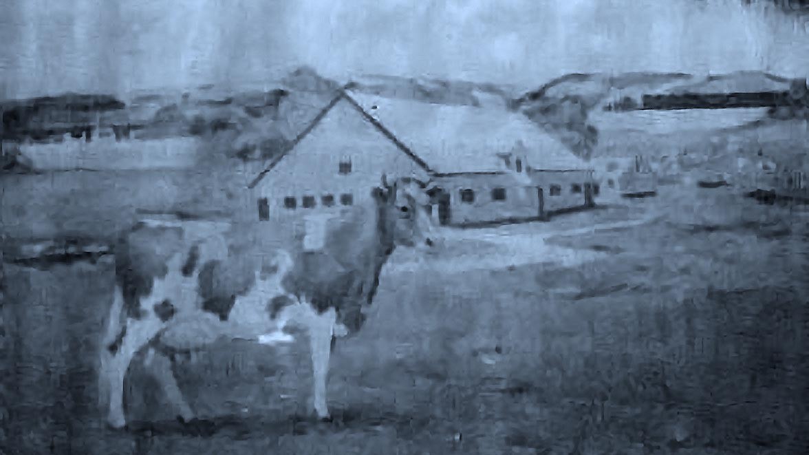 První kráva, co vylétla do oblak - a nadojila