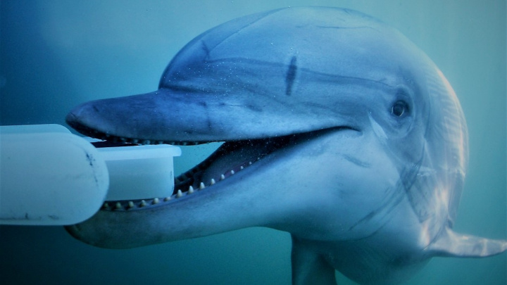 Jaderné zbraně hlídají delfíni. Jejich sonar předčí vojenské radary