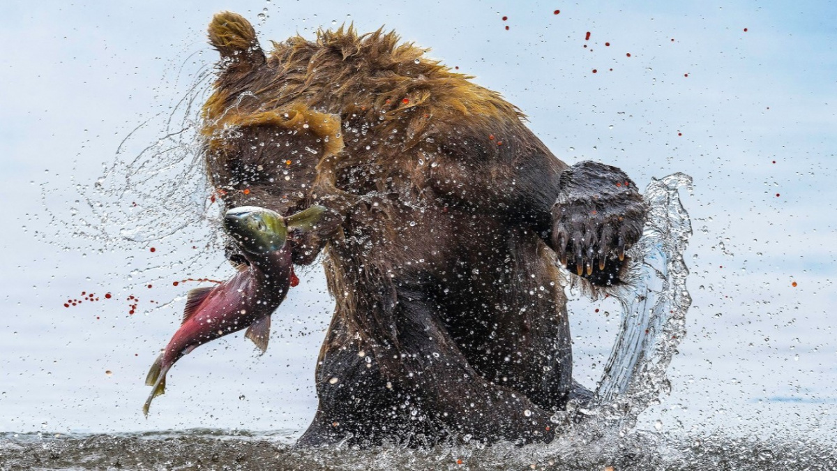 Predátoři svou kořist nevyloví. Jak je to možné?