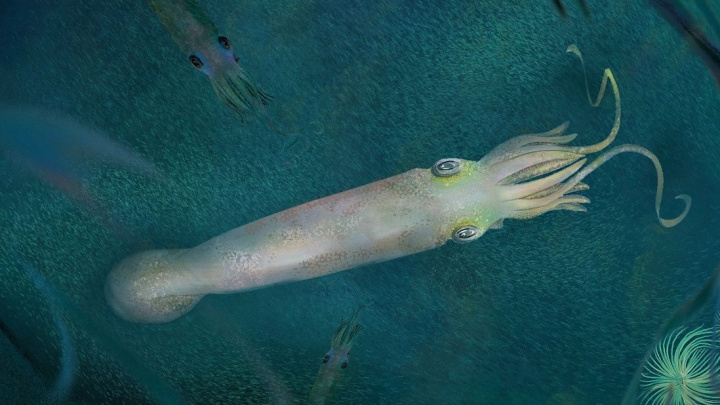 Chobotnice žily na Zemi už před dinosaury. Důkazem je tento tvor