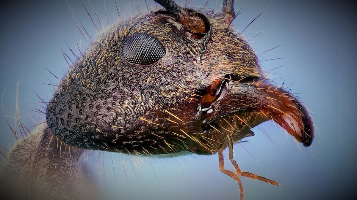 Mravenci mají úžasnou schopnost - poznají rakovinu. A dají se vycvičit!