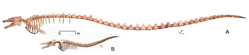lossy-page1-800px-Basilosaurus_and_Dorudon_skeletons_-_Voss_et_al_2019.tif