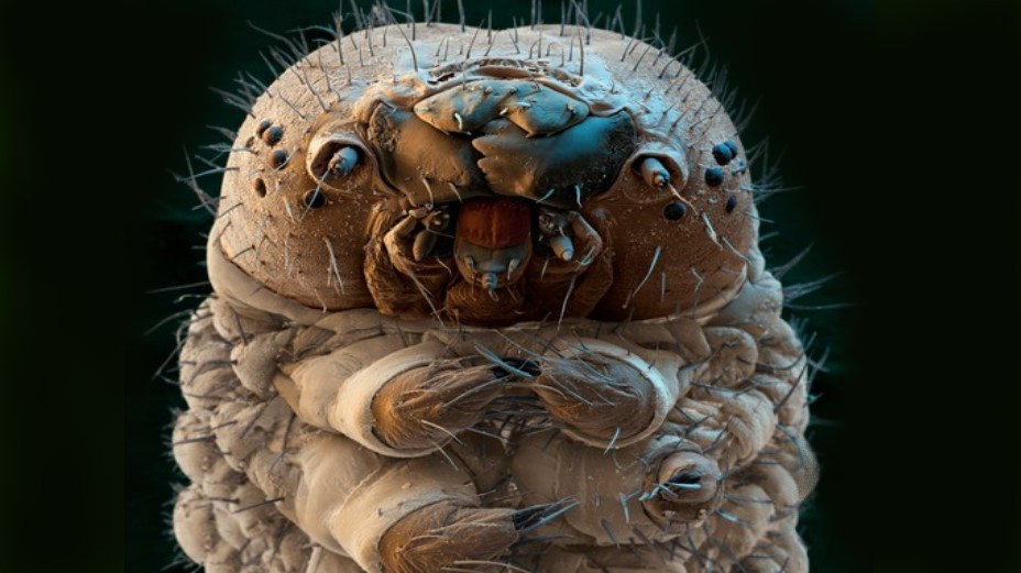 Ďábelský virus dělá z hostitele zombieho, který slepě kráčí na smrt