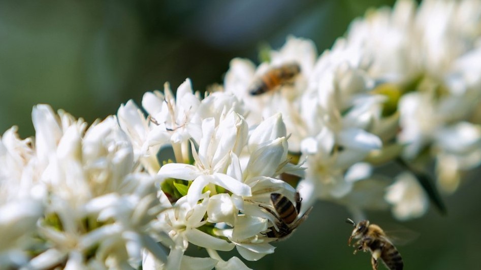 Katastrofa na obzoru? Včelám hrozí vyhynutí, bez nich zemřeme hlady