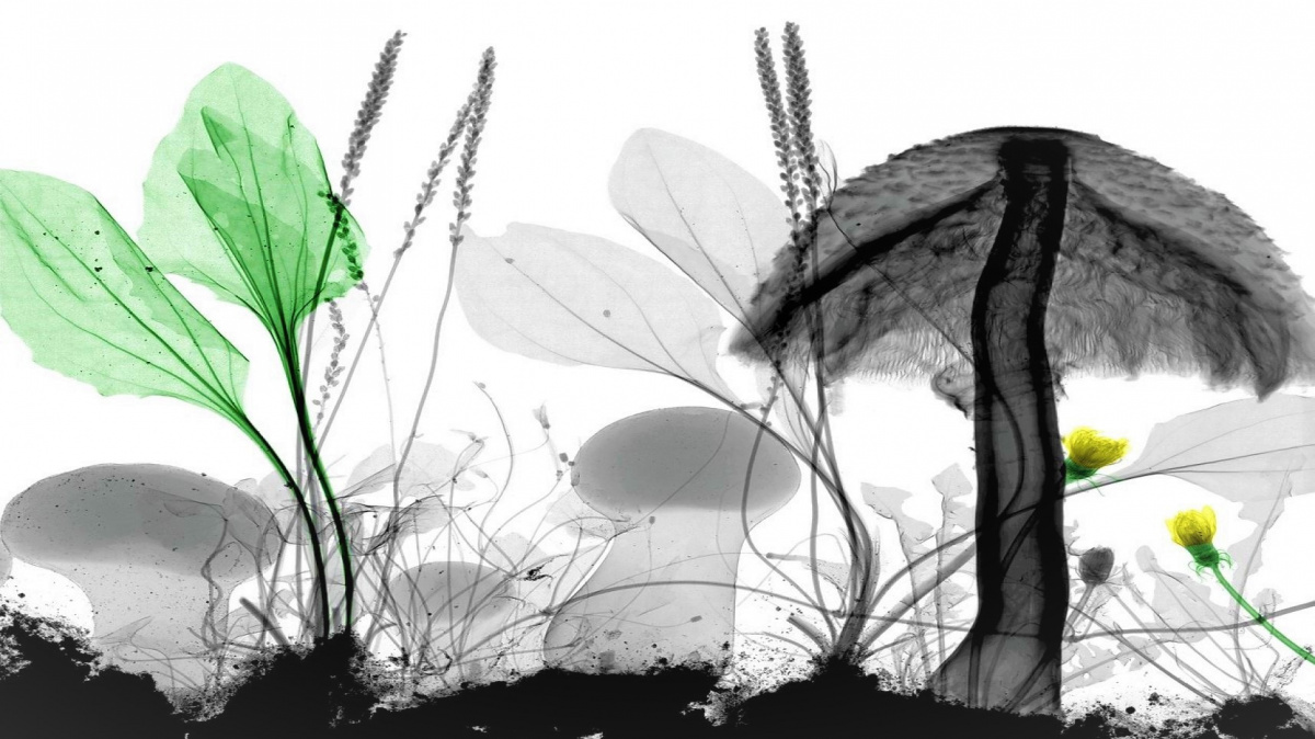 Mluví spolu houby? Jejich komunikace děsivě připomíná lidskou řeč