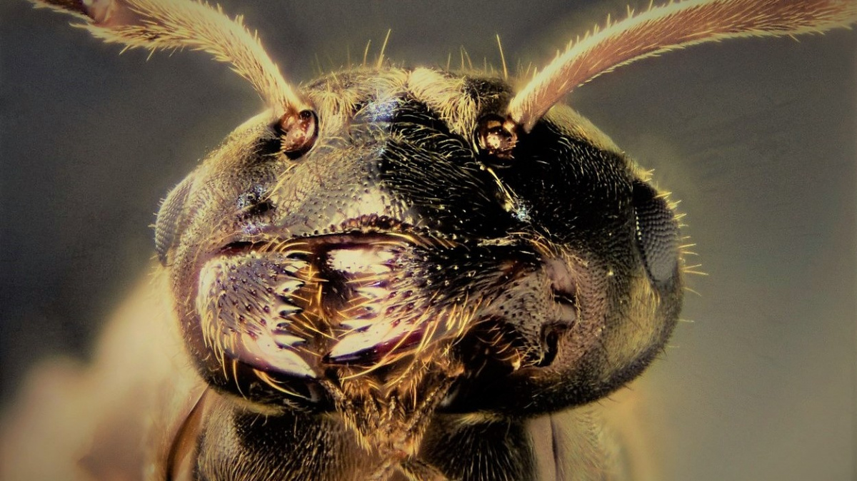 Neuvěřitelně důvtipní mravenci. Postaví si most i raft a vydláždí silnici