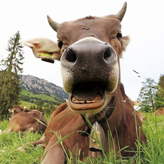Na pastvinách začnou bučet nízkoemisní krávy