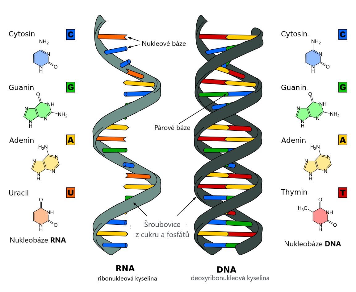 Difference_DNA_RNA-EN.svg cz