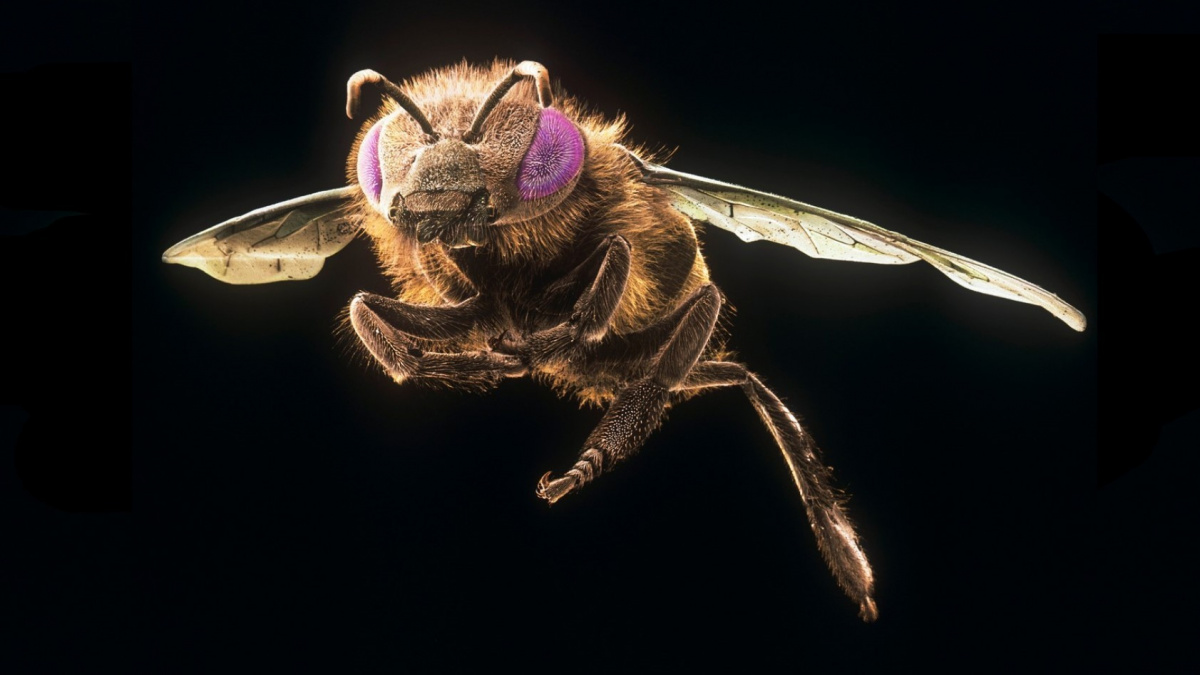 Lidé a včely – jediní známí tvorové, kteří rozeznají sudá čísla od lichých