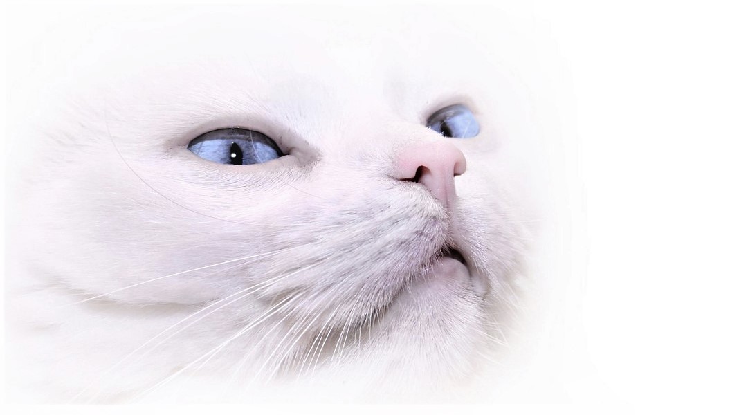 Bez kýchání a slz. Genetici se chystají ‚vyrobit‘ kočky pro alergiky