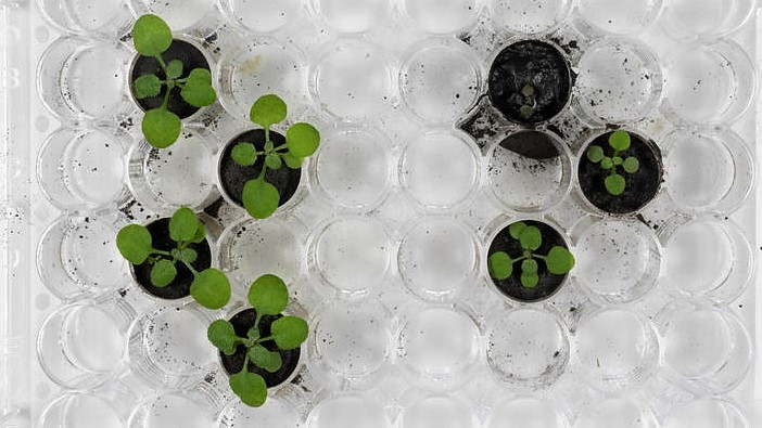 Tyto rostlinky se zrodily z lunárního prachu. Jsou nadějí pro osadníky Měsíce