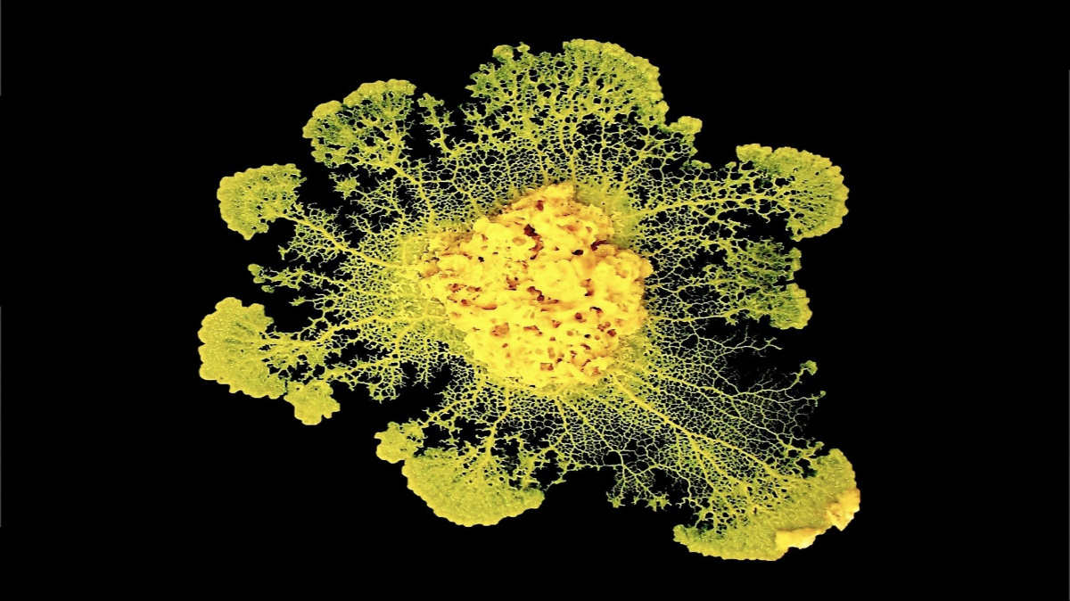 Paměť může fungovat i bez mozku. Jak je to možné?