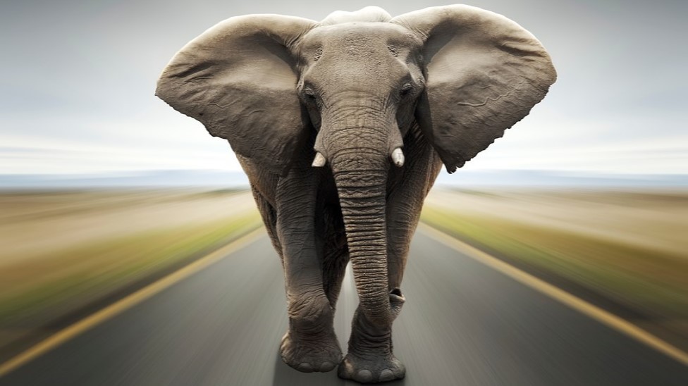 Velcí savci se musí zmenšit, jinak nepřežijí