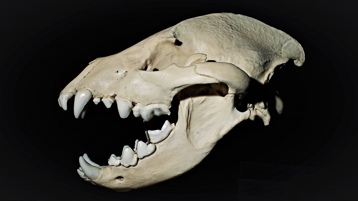 Darwinovská evoluce je rychlejší, než jsme se domnívali